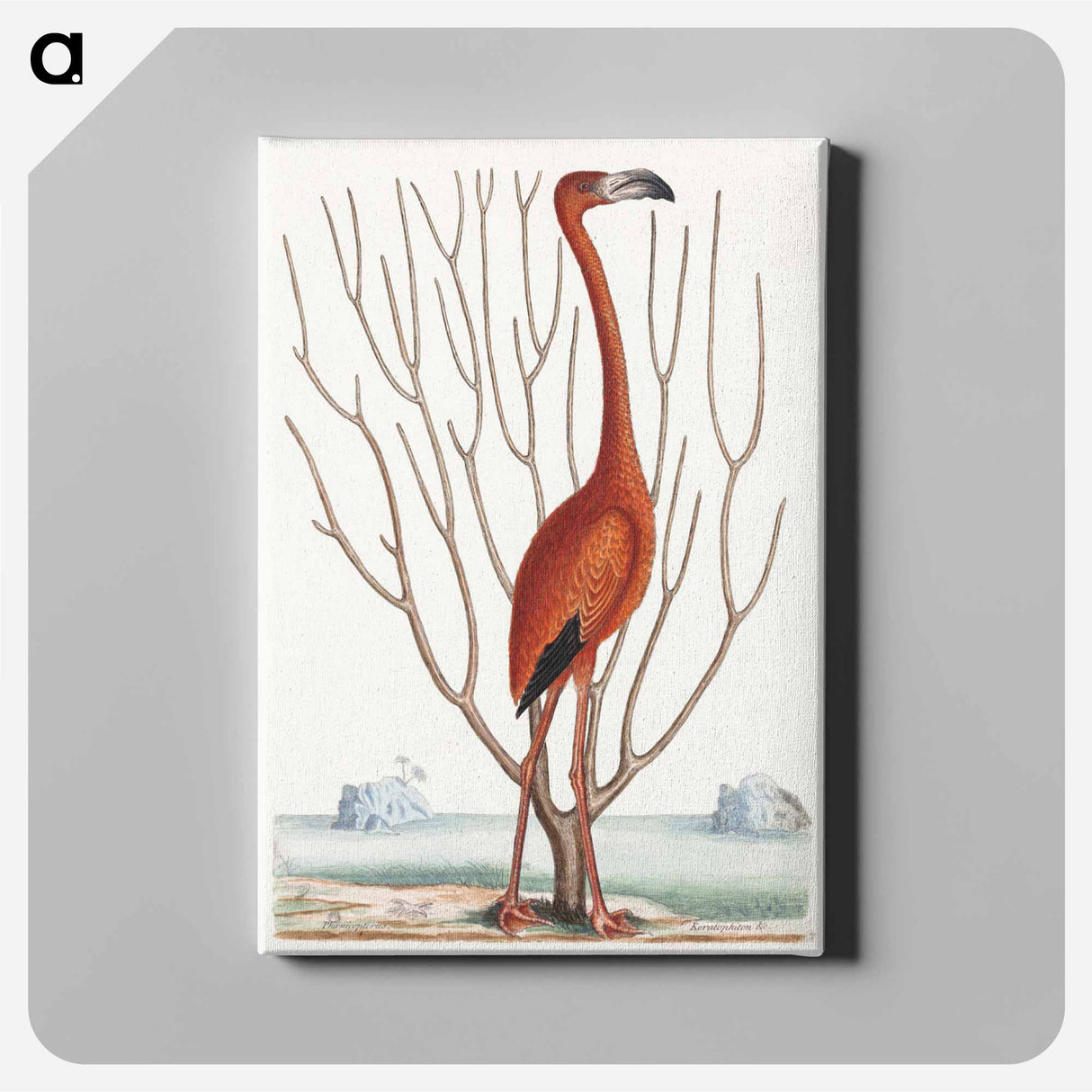 アートパネル-Flamingo
- マーク ケイツビー Canvas.