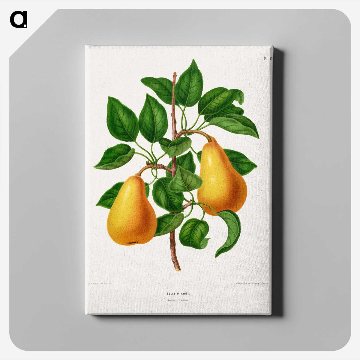 1-1_Nederlandsche-Flora-en-Pomona_canvas
