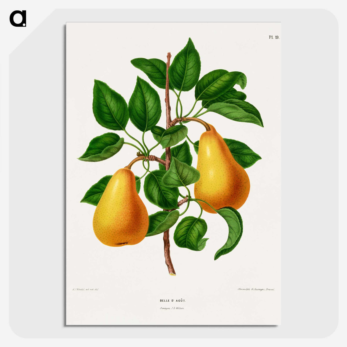 1-1_Nederlandsche-Flora-en-Pomona_picture-crop