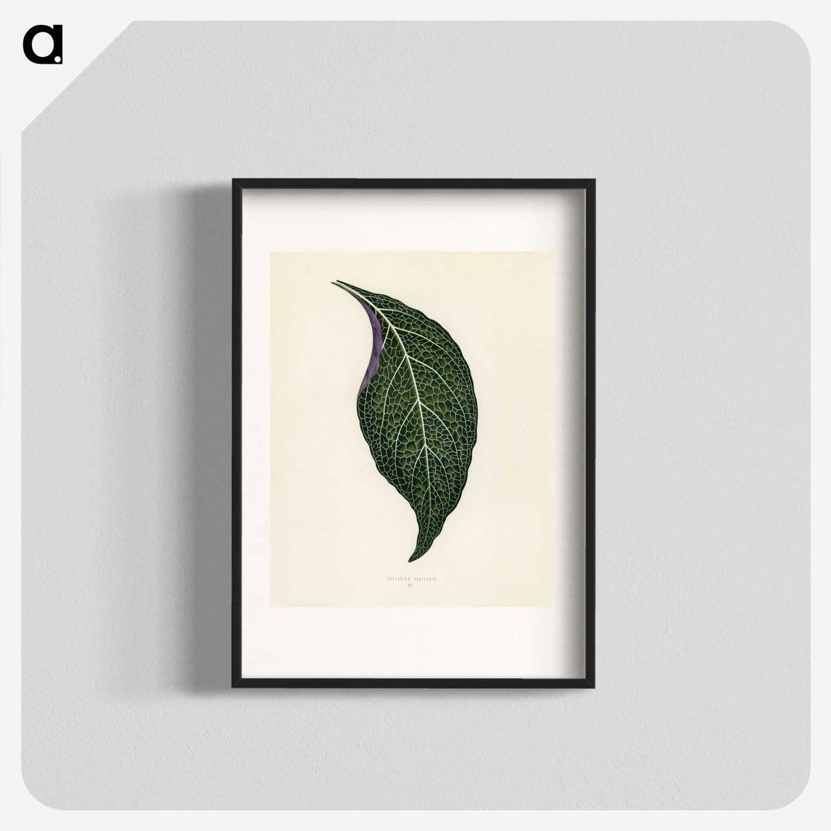 1-1_New-and-Rare-Beautiful-Leaved-Plants_blk