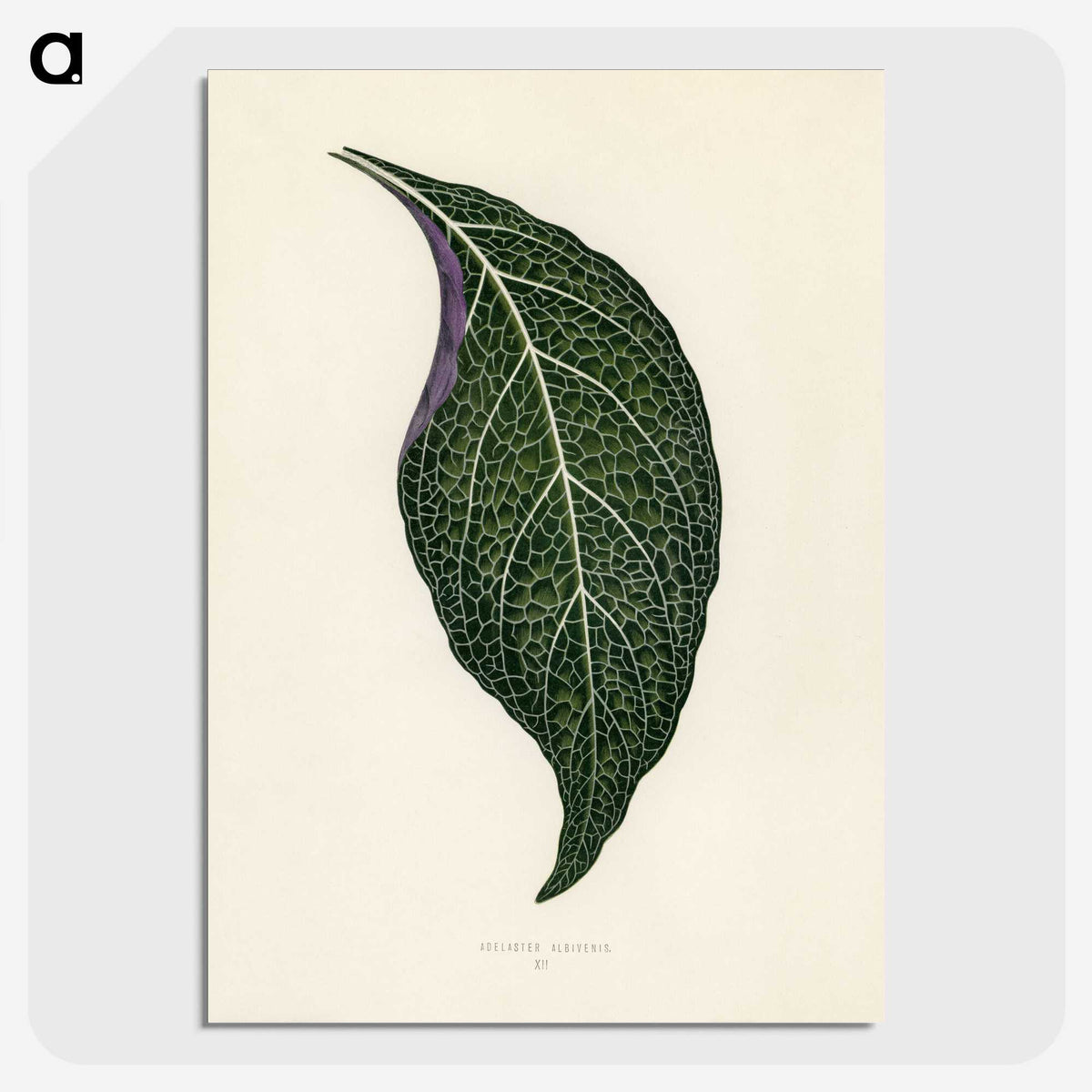 1-1_New-and-Rare-Beautiful-Leaved-Plants_picture-crop