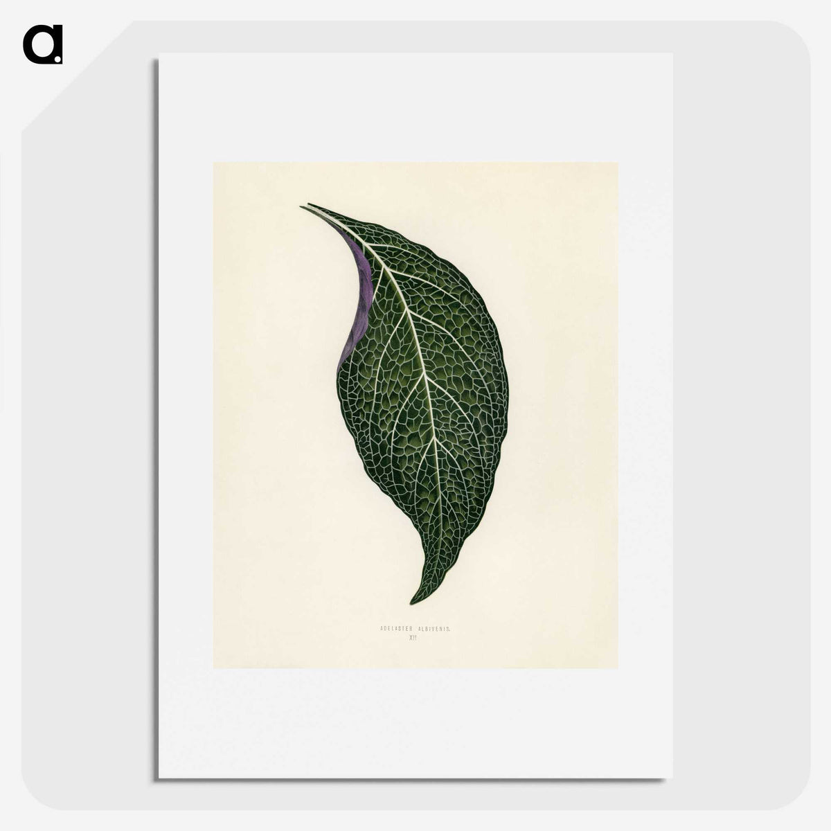 1-1_New-and-Rare-Beautiful-Leaved-Plants_picture