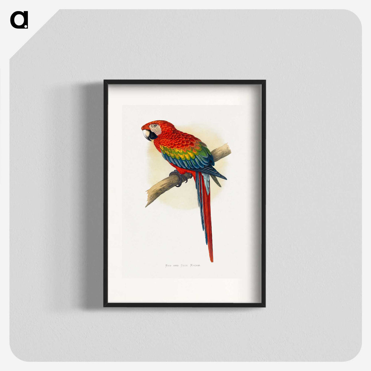 1-1_Parrots-in-Captivity_blk