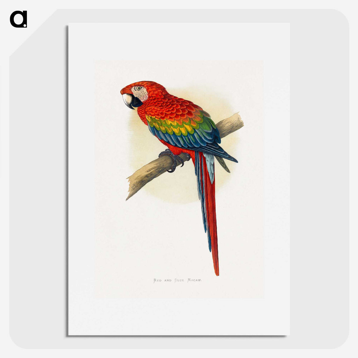 1-1_Parrots-in-Captivity_picture