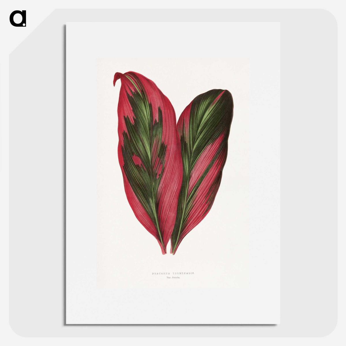 1-1_Plants-with-Colored-Foliage_picture