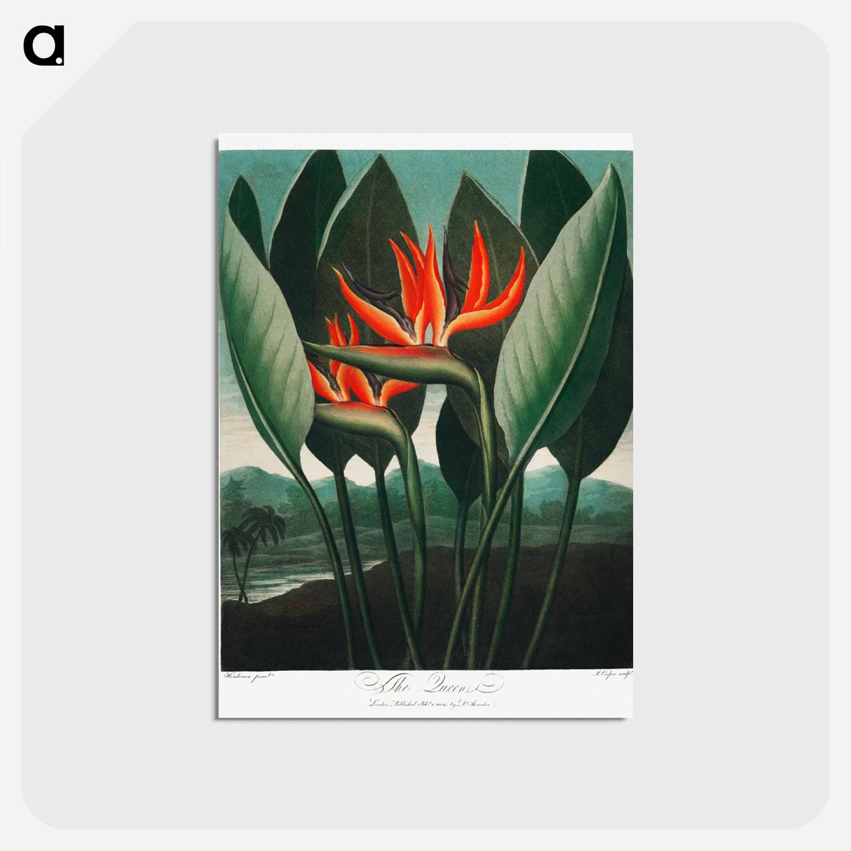 アートポストカード-The Queen–Plant from The Temple of Flora
- ロバート ジョン ソーントン Postcard.