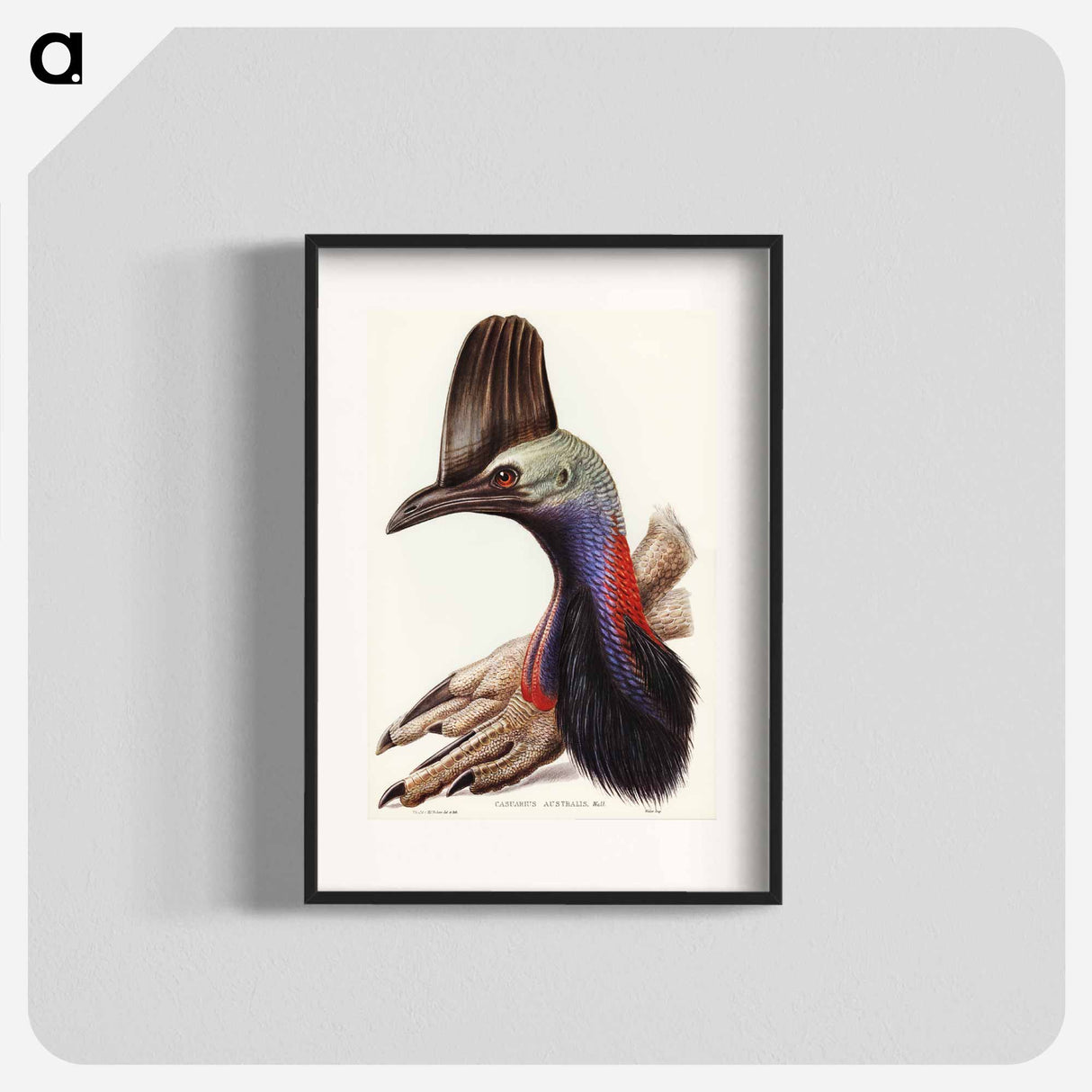 アートポスター-Australian Cassowary
- オーストラリアの鳥 Poster.