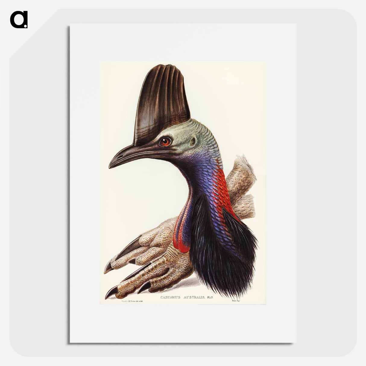 アートポスター-Australian Cassowary
- オーストラリアの鳥 Poster.