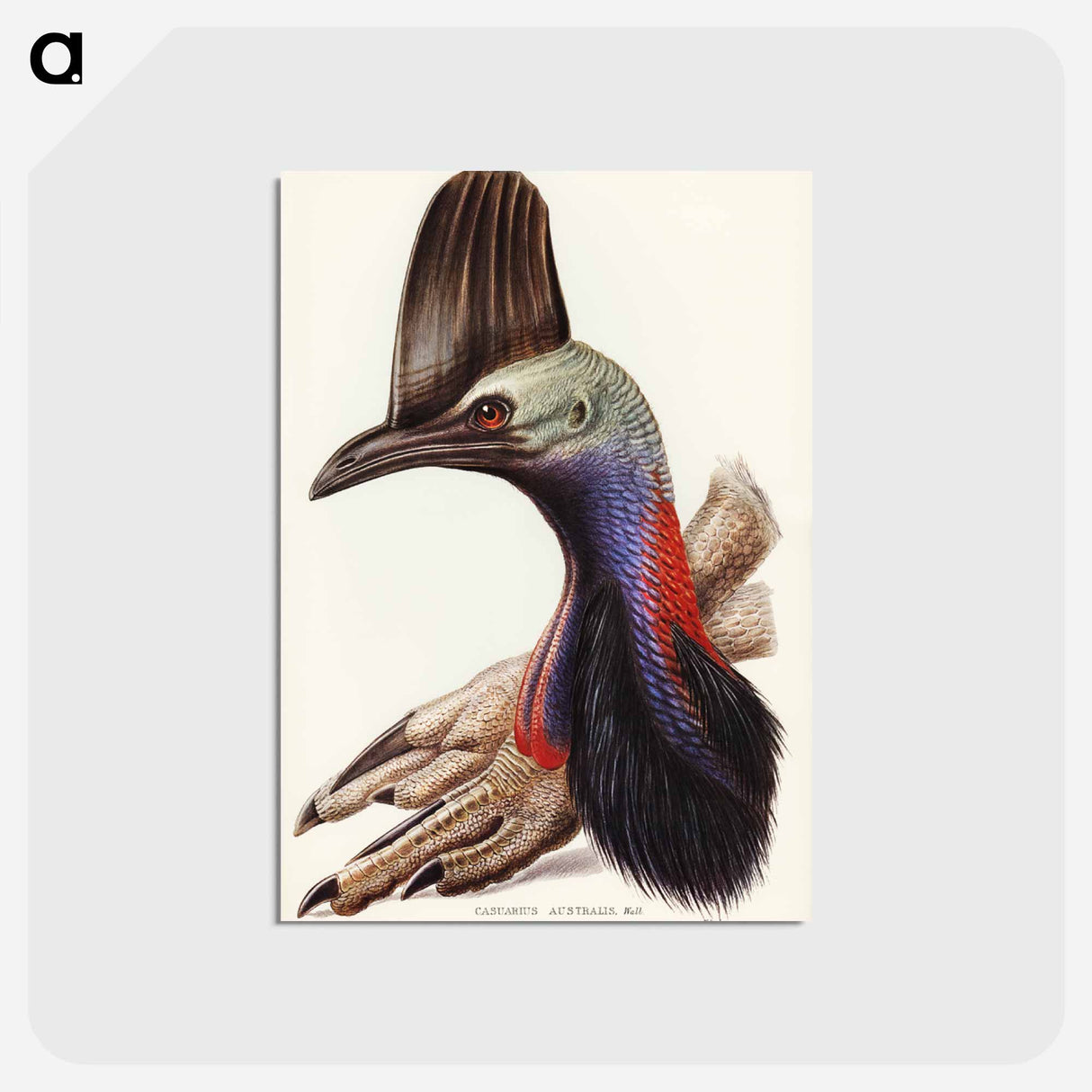 アートポストカード-Australian Cassowary
- オーストラリアの鳥 Postcard.