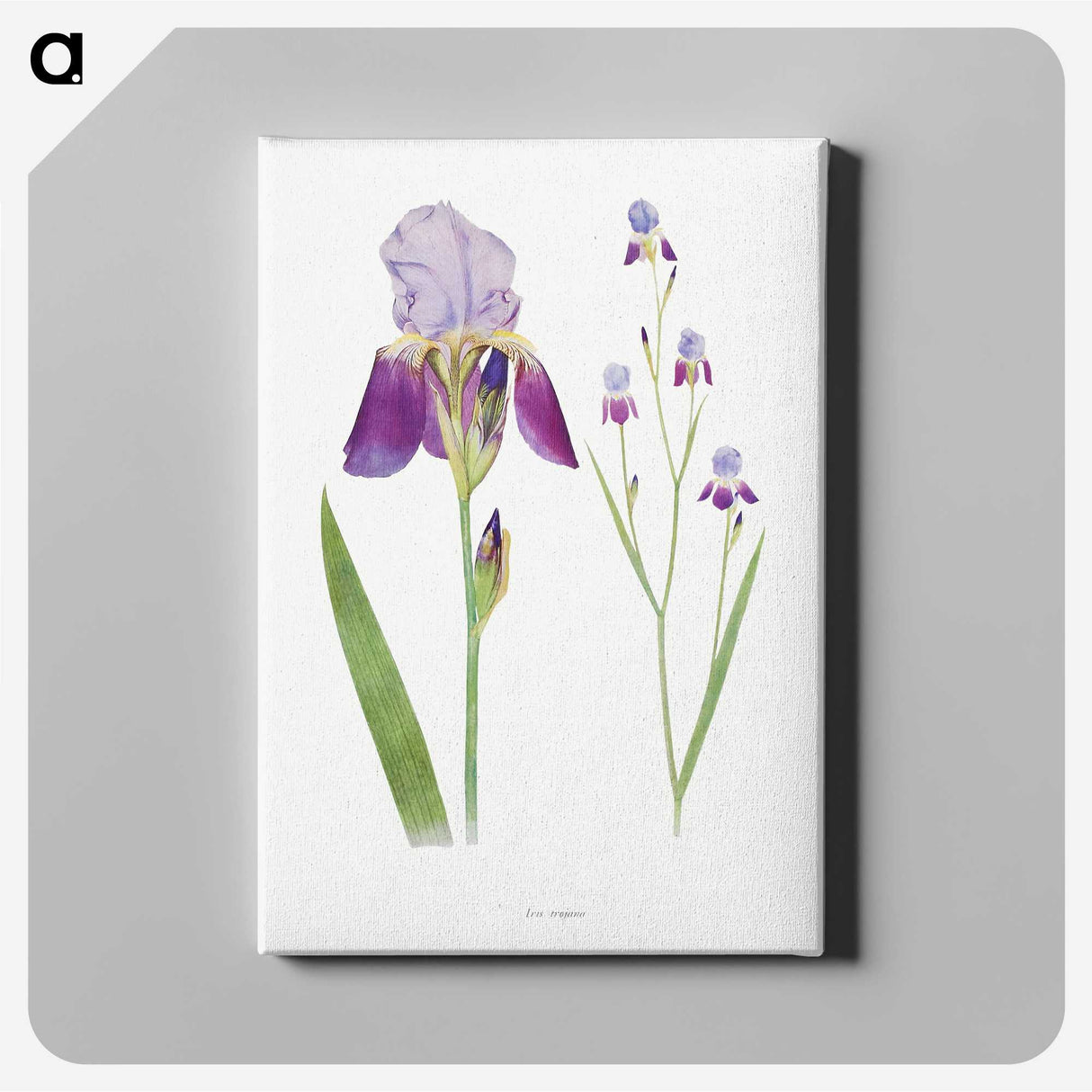 1-1_The-Genus-Iris_canvas