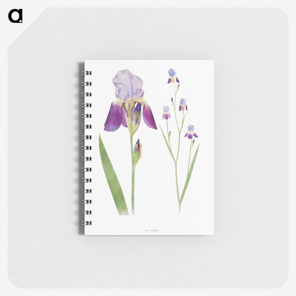 1-1_The-Genus-Iris_memo