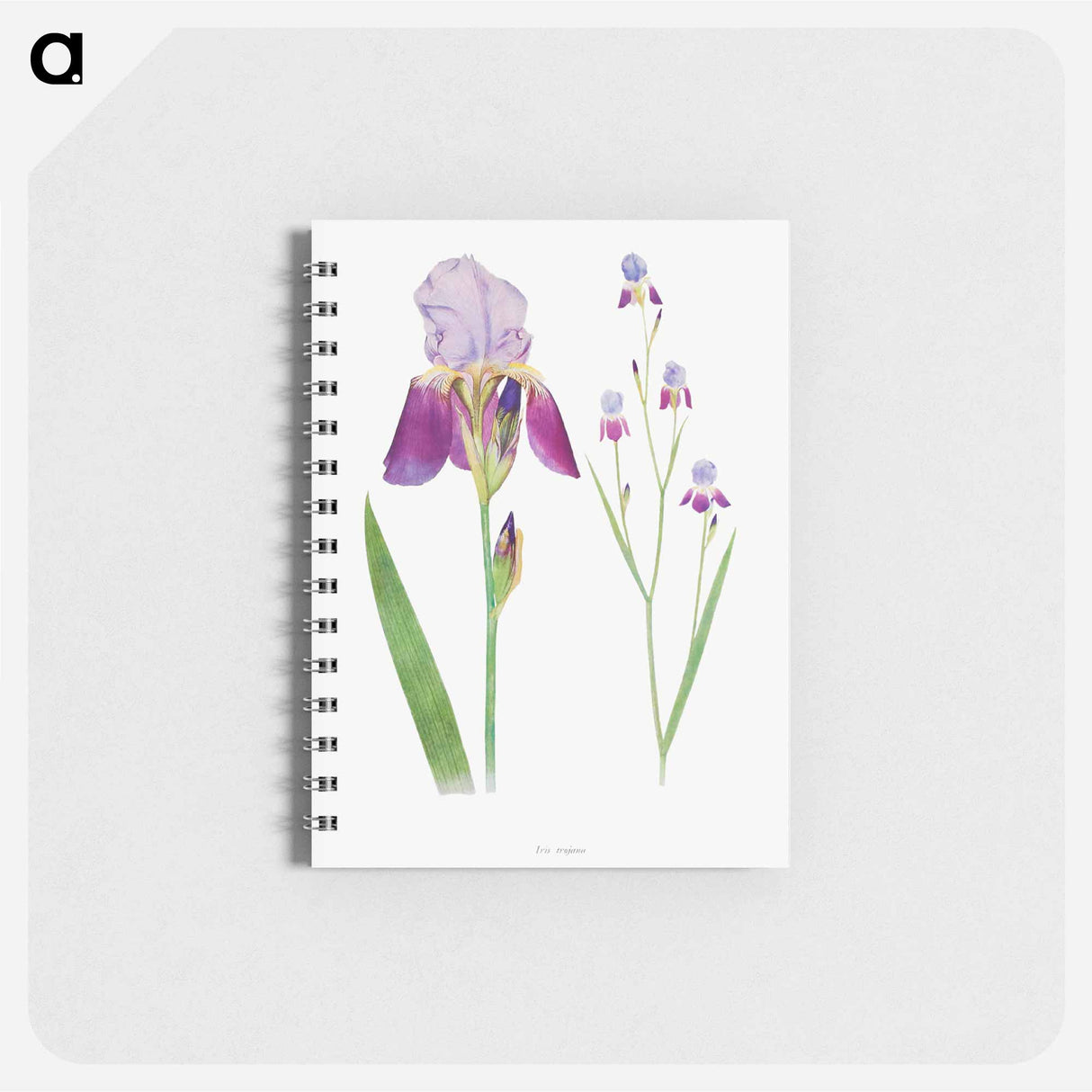 アートメモ帳-Iris Trojana from The genus Iris
- アヤメ属 Memo.