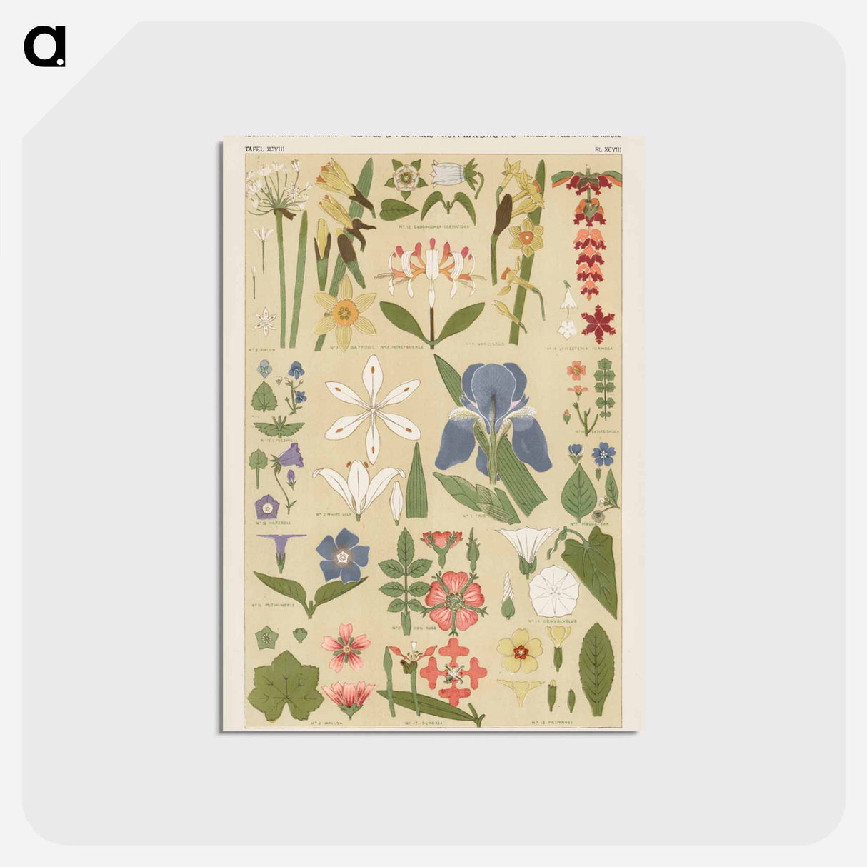 アートポストカード-Nineteenth-Century Ornament
- 装飾の文法 Postcard.