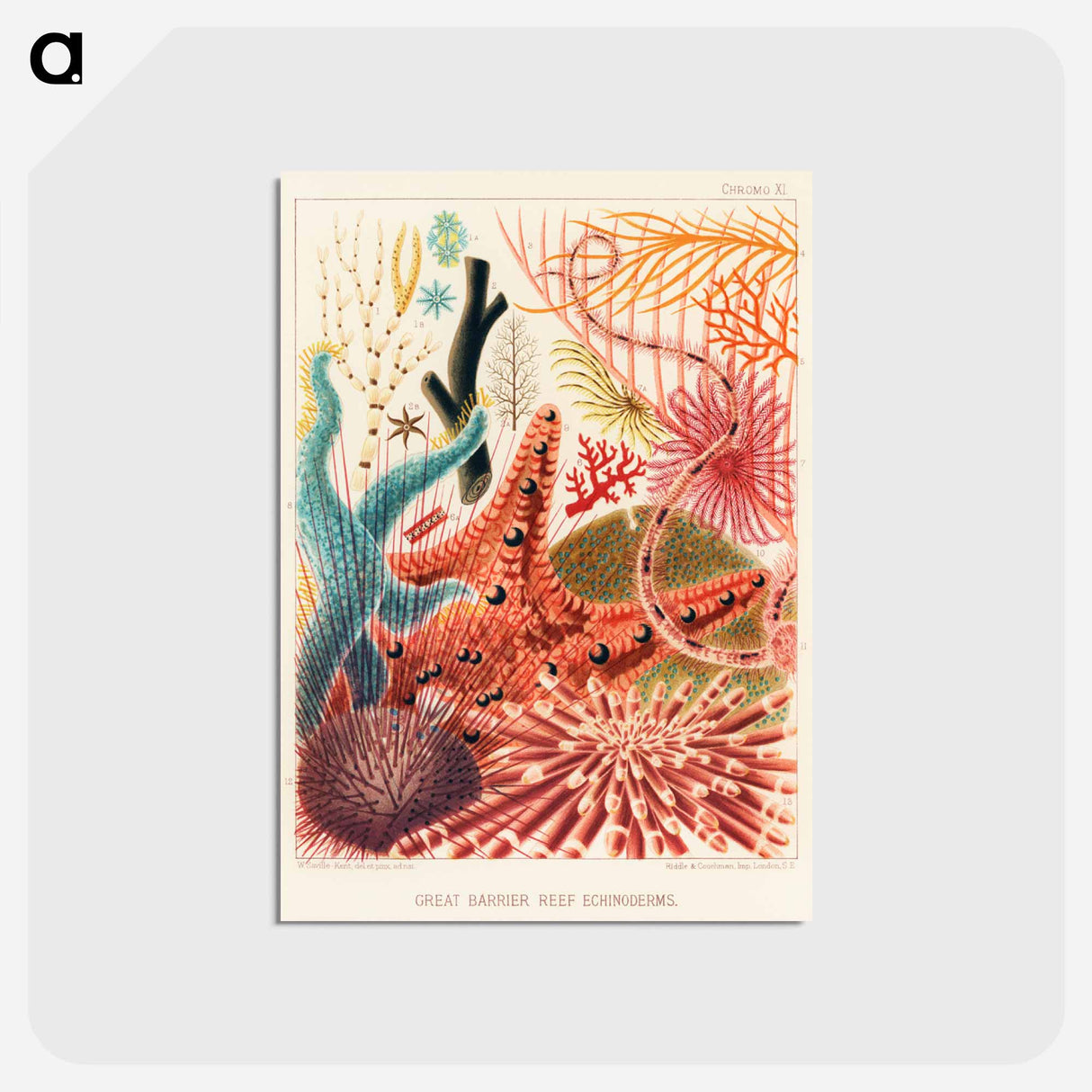 アートポストカード-Great Barrier Reef Echinoderms - オーストラリアのグレートバリアリーフ Postcard.