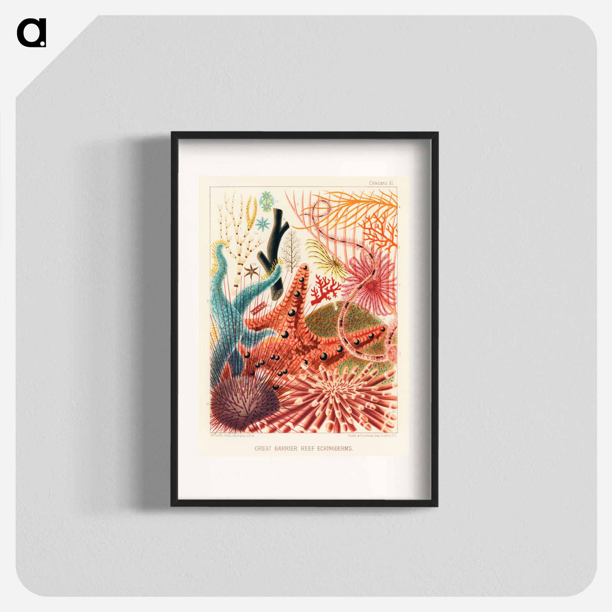 Great Barrier Reef Echinoderms - オーストラリアのグレートバリアリーフ Poster.