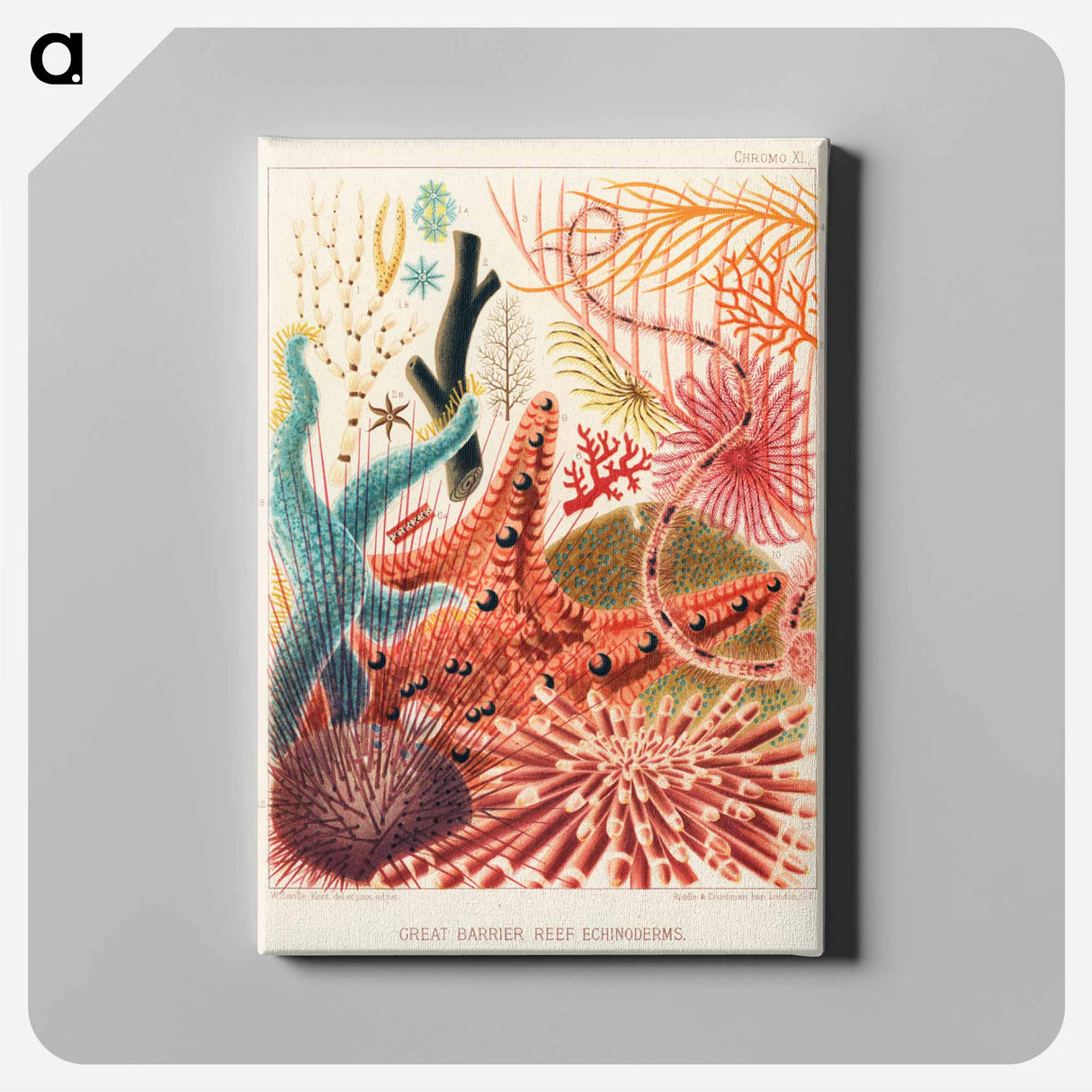 Great Barrier Reef Echinoderms - オーストラリアのグレートバリアリーフ Canvas.