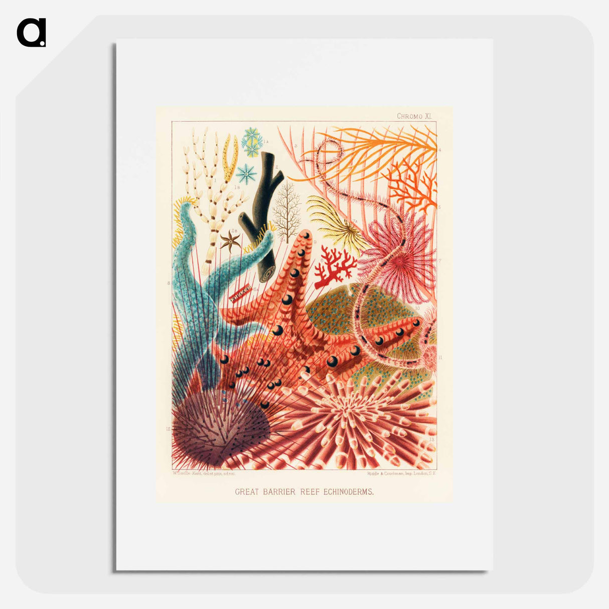 Great Barrier Reef Echinoderms - オーストラリアのグレートバリアリーフ Poster.