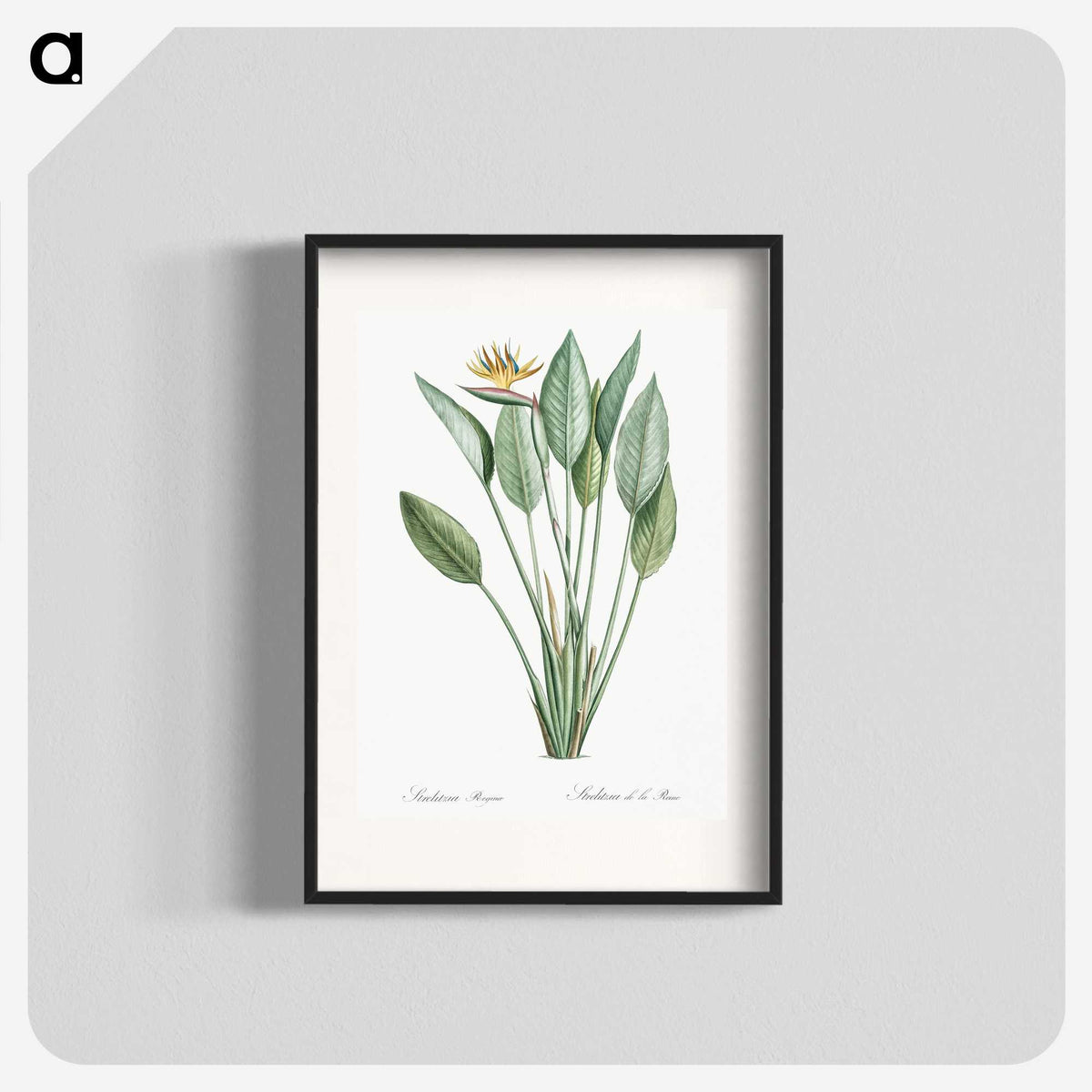 1-1_The-Lilies_blk