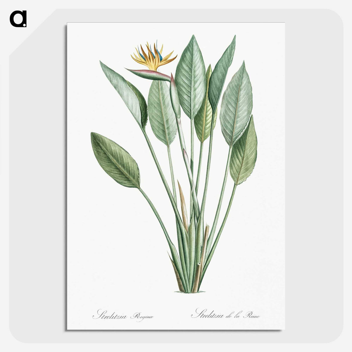 1-1_The-Lilies_picture-crop