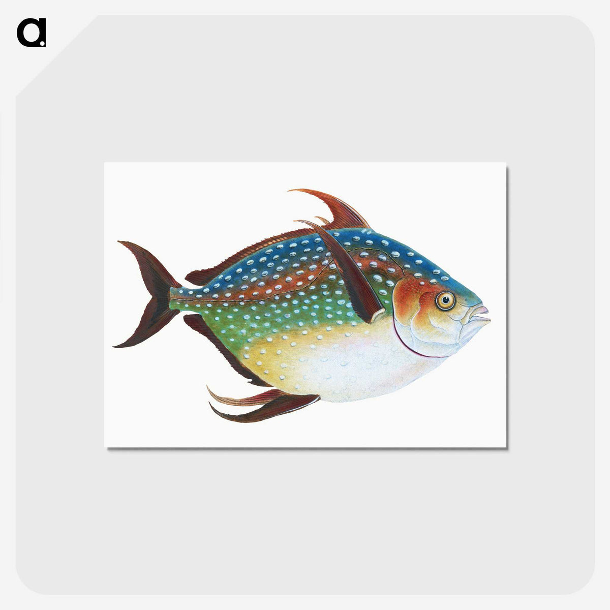 1-1_The-Natural-History-of-British-Fishes_postcard