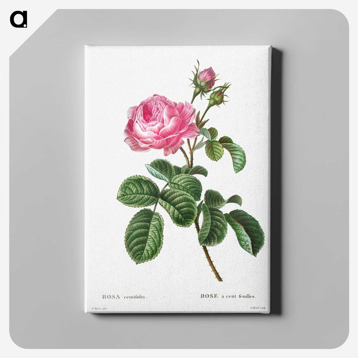 1-1_Treatise-on-Trees-and-Shrubs_canvas