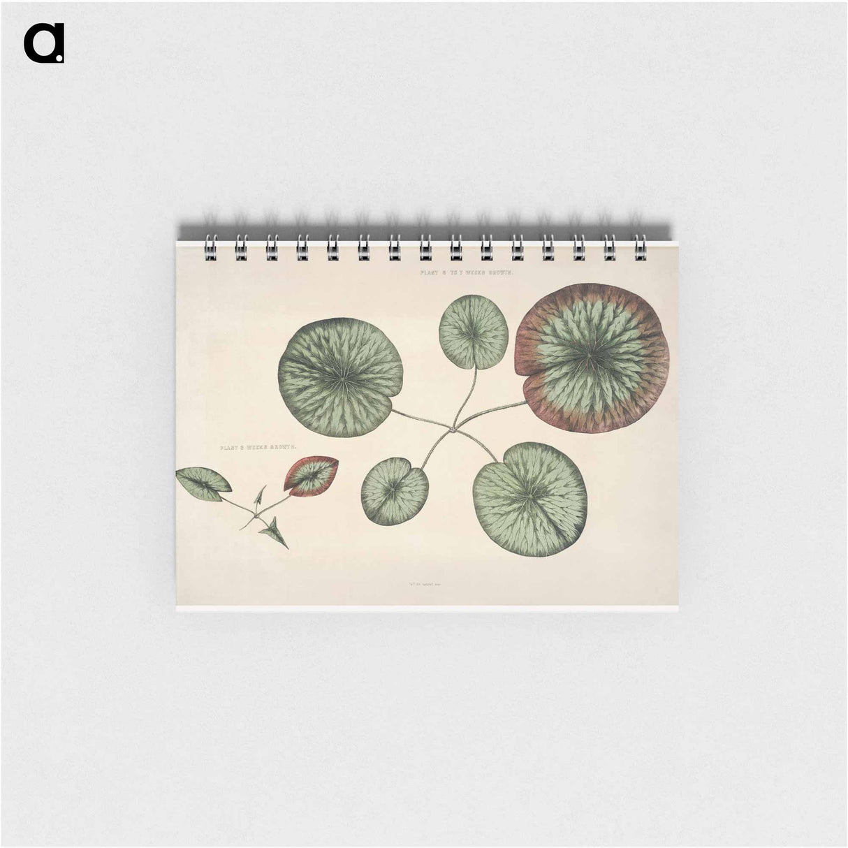 The Victoria Regia; or the Great Water Lily of America - ビクトリア レジア Memo.