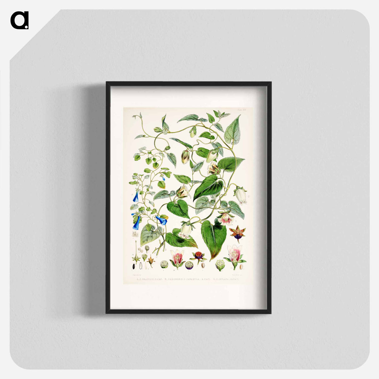 Indian tobacco (Lobelia inflata) - ウォルター フッド フィッチ Poster.