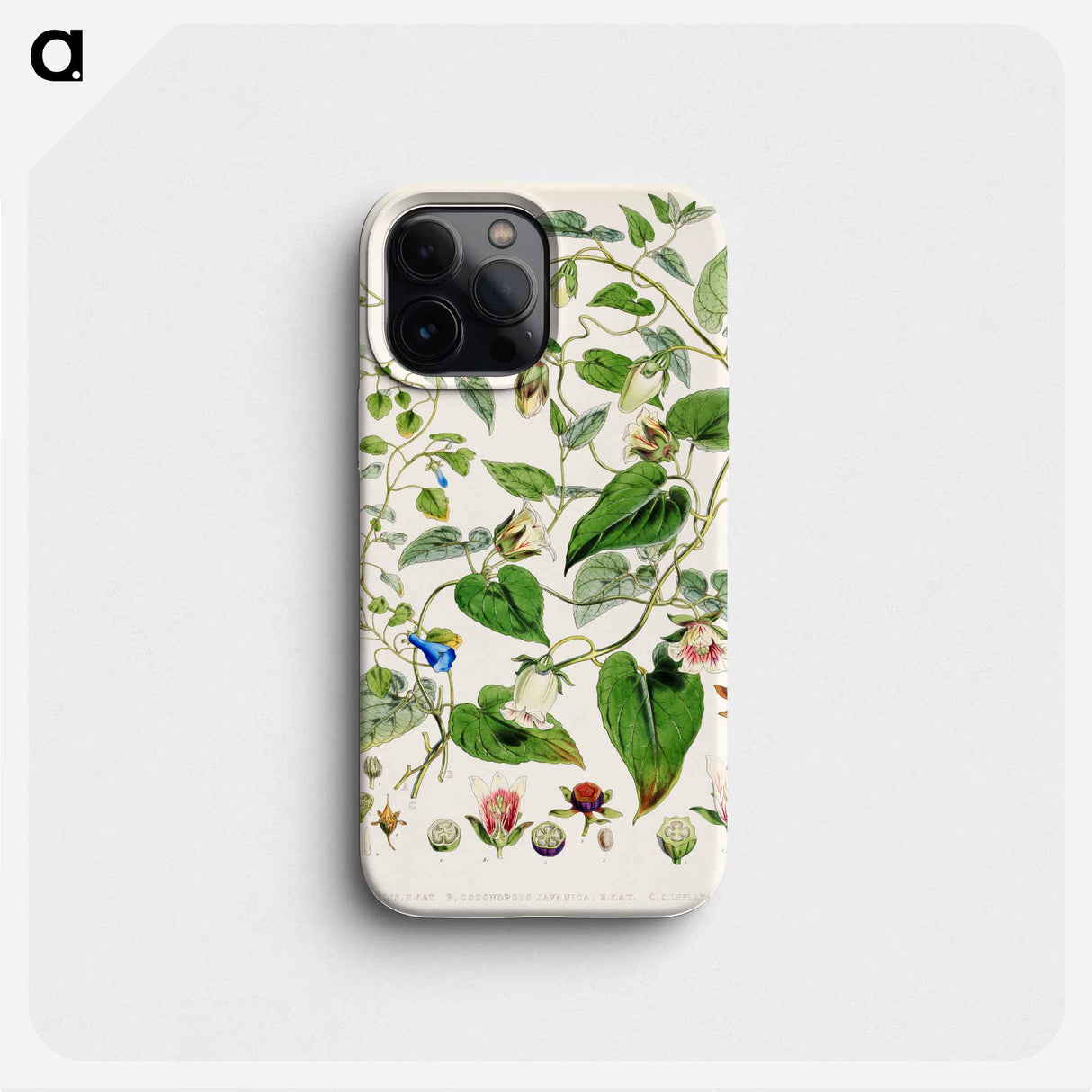 Indian tobacco (Lobelia inflata) - Walter Hood Fitch Phone Case.