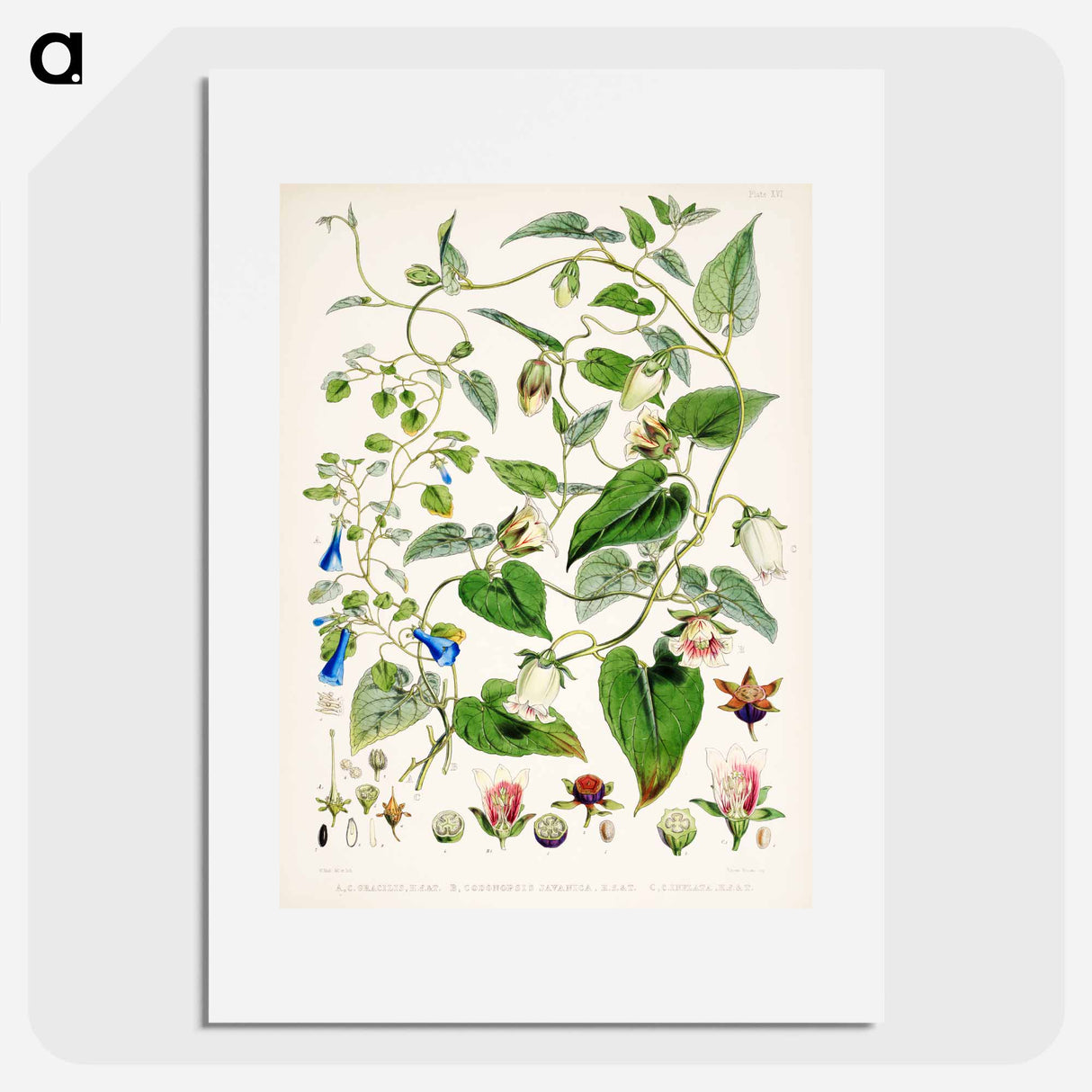 Indian tobacco (Lobelia inflata) - ウォルター フッド フィッチ Poster.