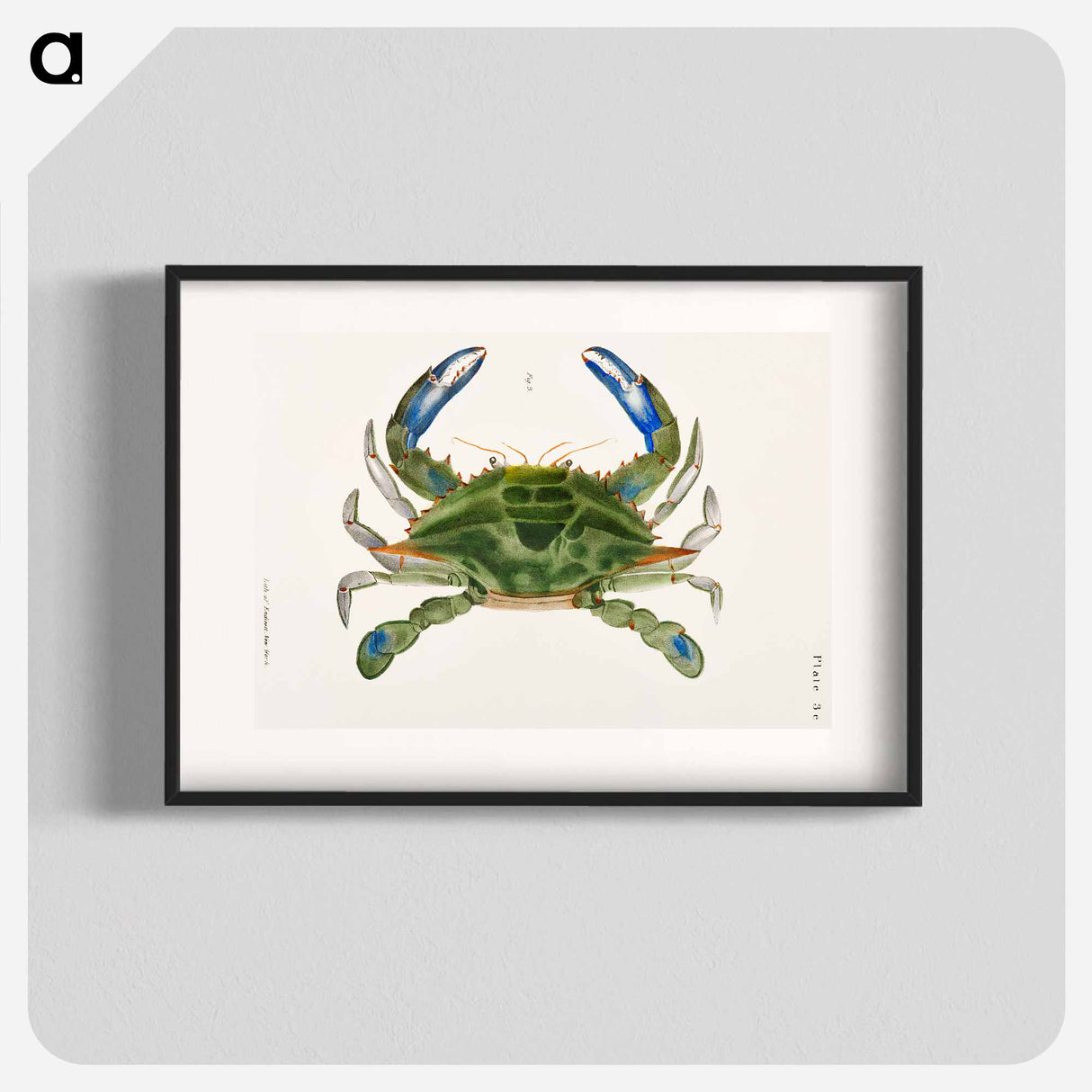 Blue crab (Lupa decanta) illustration from Zoology of New York by James Ellsworth De Kay - ニューヨークの動物学 Poster.