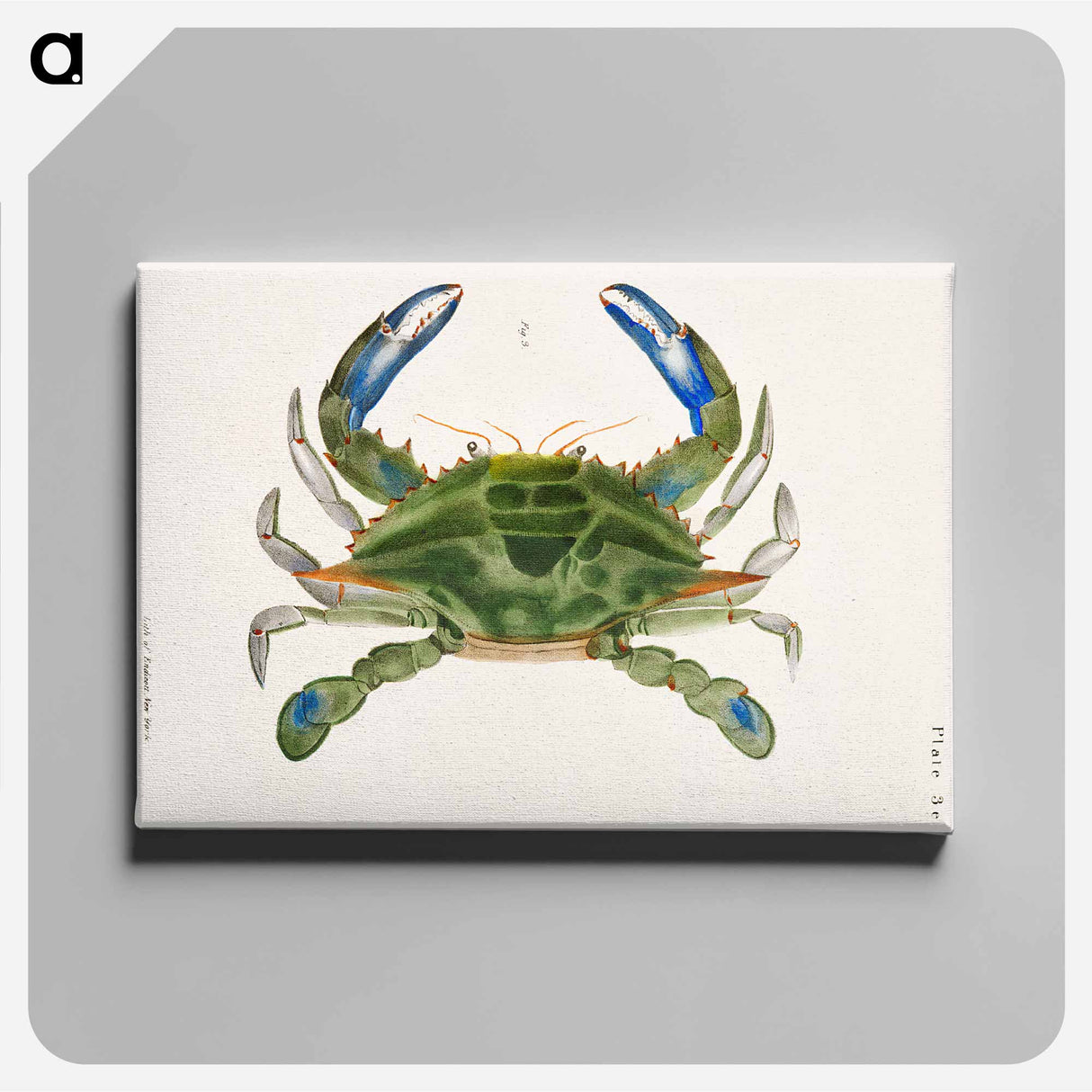 Blue crab (Lupa decanta) illustration from Zoology of New York by James Ellsworth De Kay - Zoology of New York Canvas.