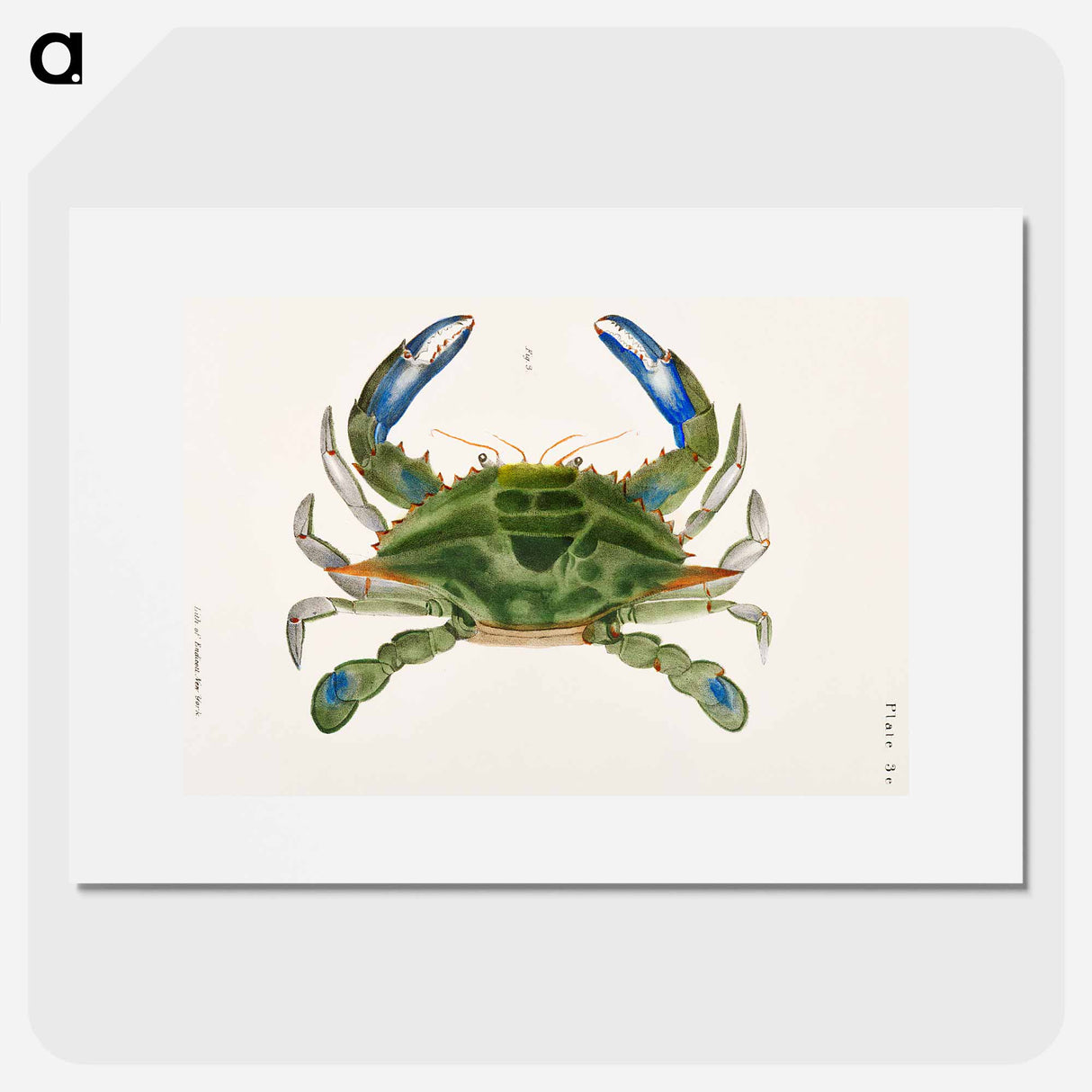 Blue crab (Lupa decanta) illustration from Zoology of New York by James Ellsworth De Kay - ニューヨークの動物学 Poster.