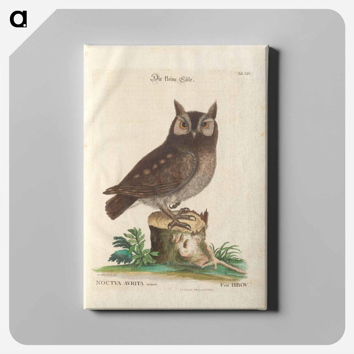 Little owl - イー ララ Canvas.