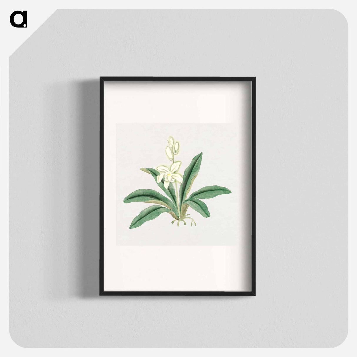 Orchids - 19世紀の日本の花 Poster.