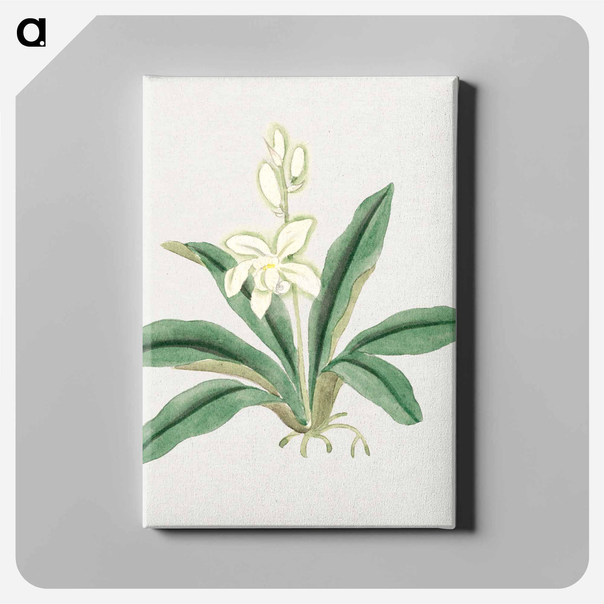 Orchids - 19世紀の日本の花 Canvas.