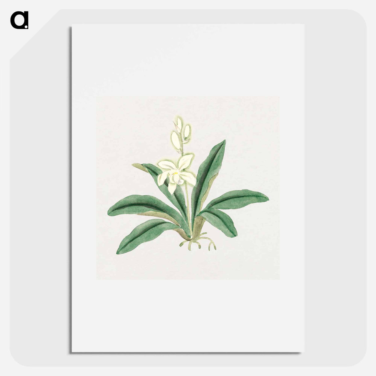 Orchids - 19世紀の日本の花 Poster.