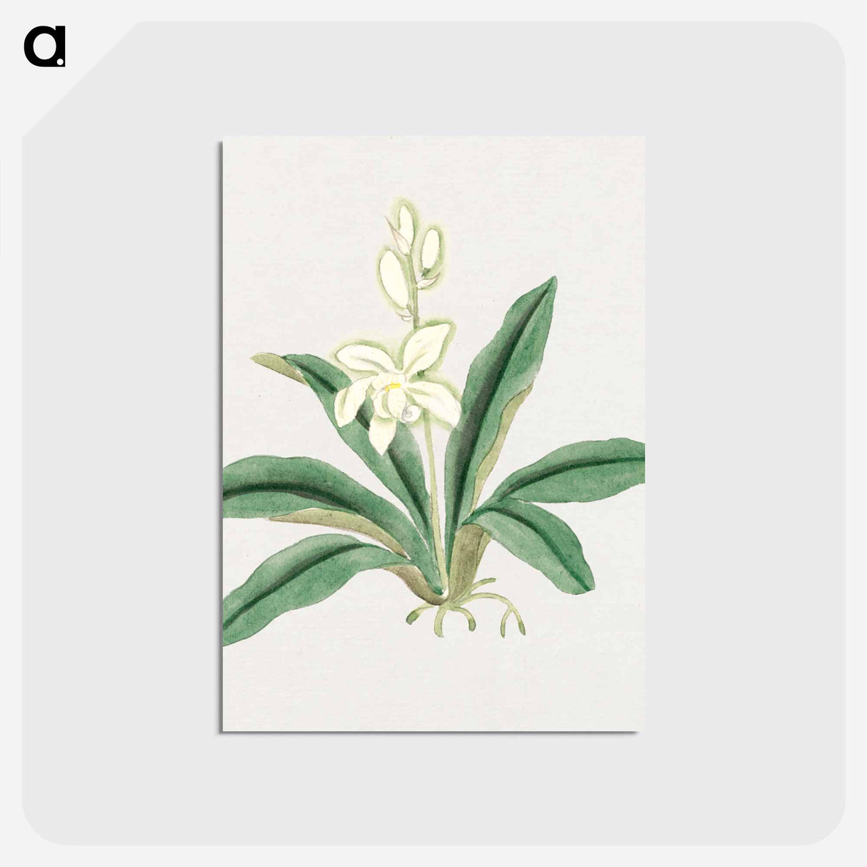 Orchids - 19世紀の日本の花 Postcard.