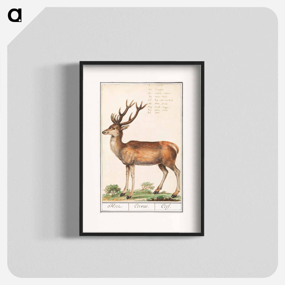 Deer - アンセルムス ボエティウス デ ブート Poster.