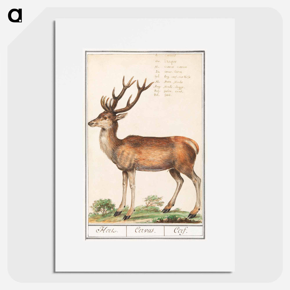 Deer - アンセルムス ボエティウス デ ブート Poster.