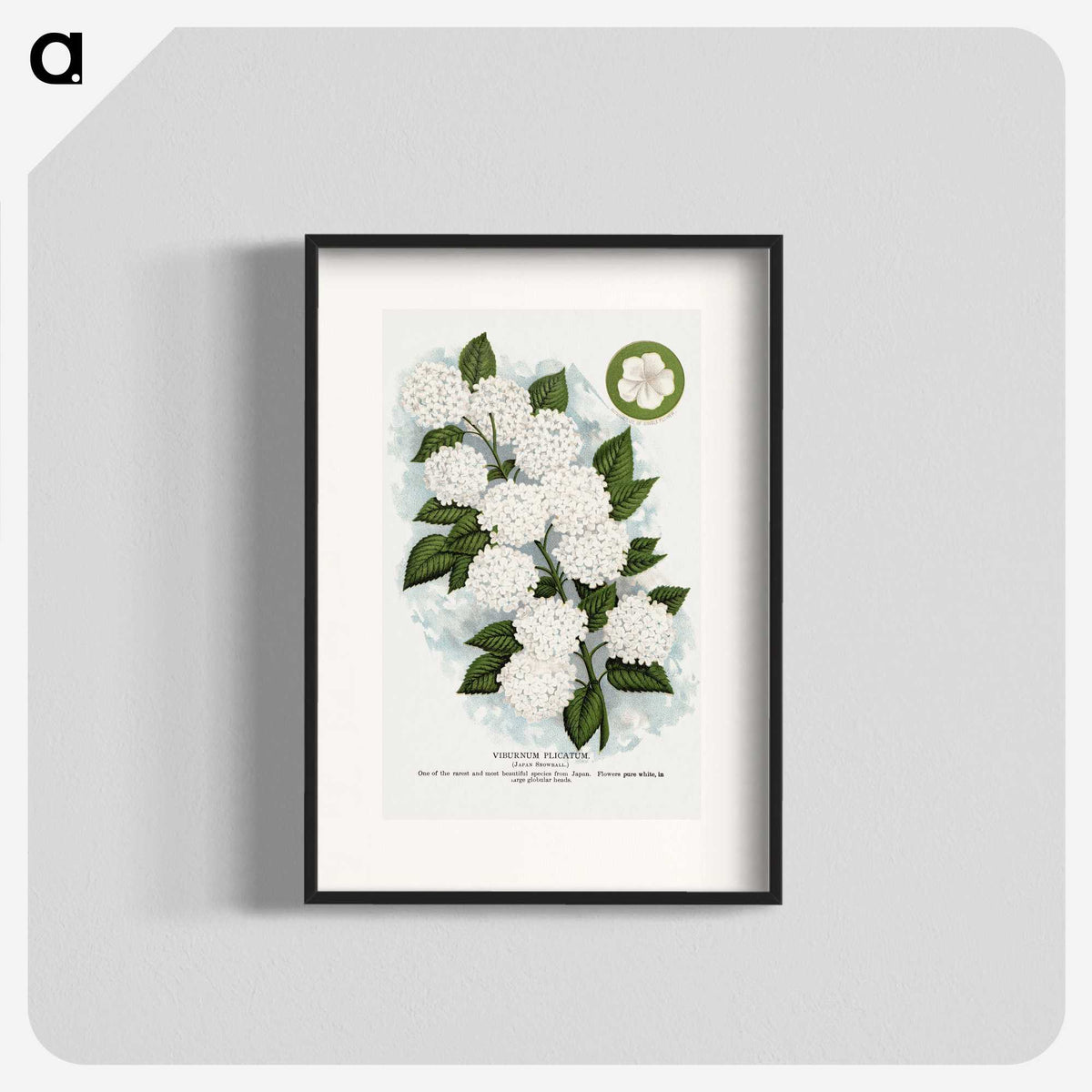 1-20_Botanical-Specimen-Plates_blk