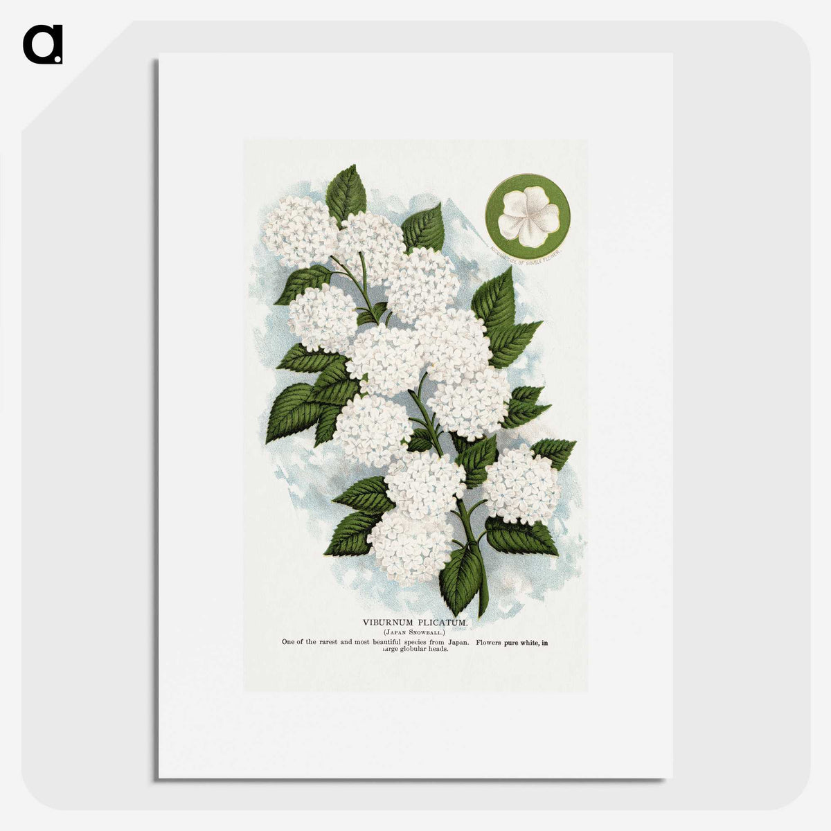 1-20_Botanical-Specimen-Plates_picture