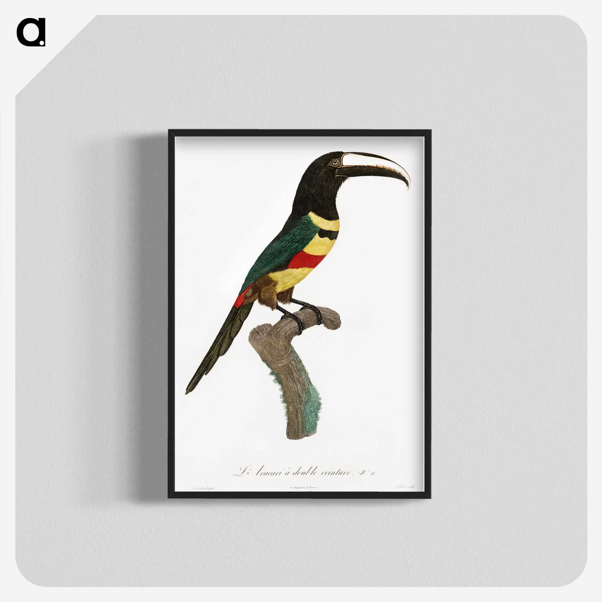 1-20_Des-Oiseaux-de-Paradis_blk-crop