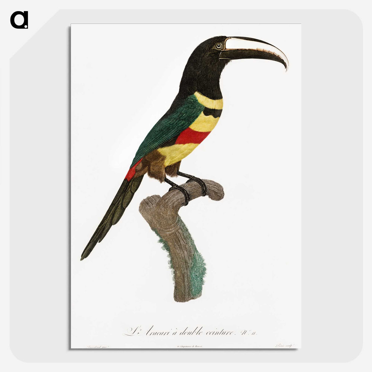 1-20_Des-Oiseaux-de-Paradis_picture-crop