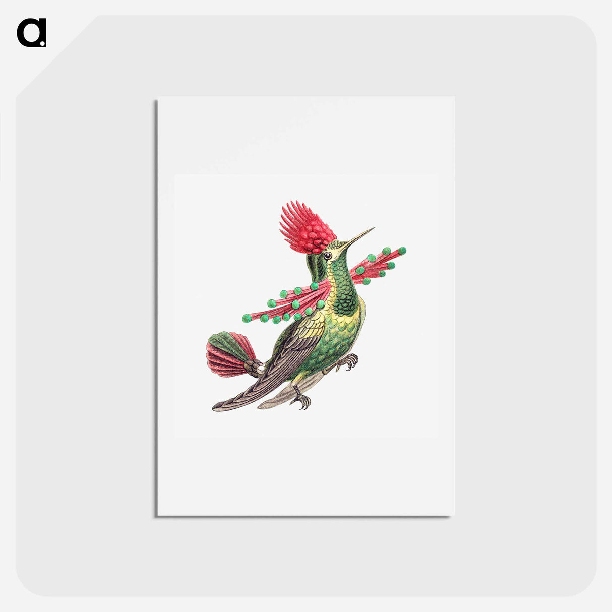 アートポストカード-Colorful vintage hummingbird illustration - エルンスト ヘッケル Postcard.
