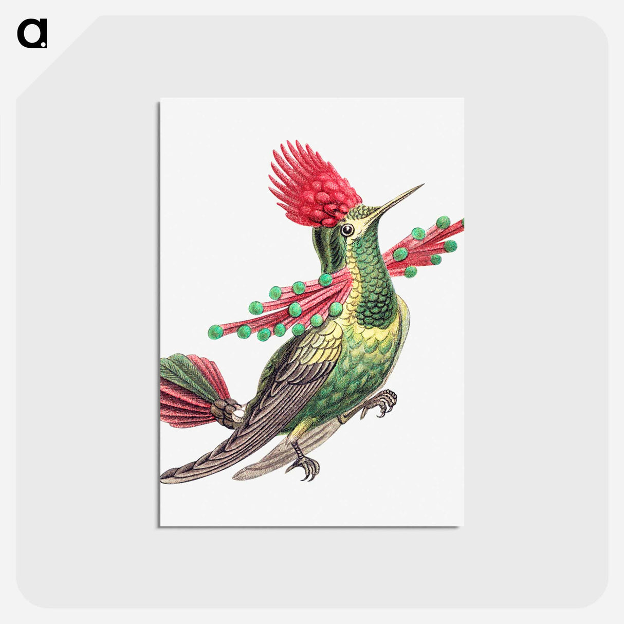 アートポストカード-Colorful vintage hummingbird illustration - エルンスト ヘッケル Postcard.