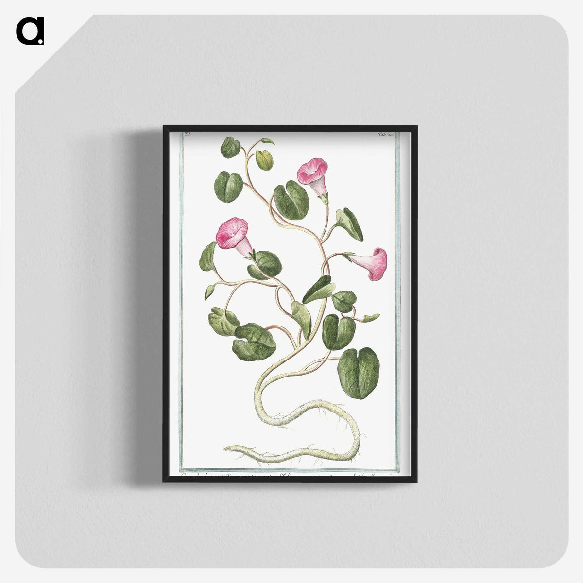1-20_Hortus-Romanus-Botanical-Plates_blk-crop