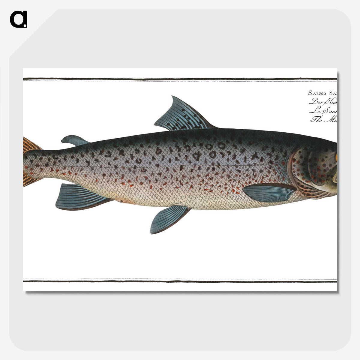 1-20_Ichtyologie-ou-Histoire-naturelle_picture-crop