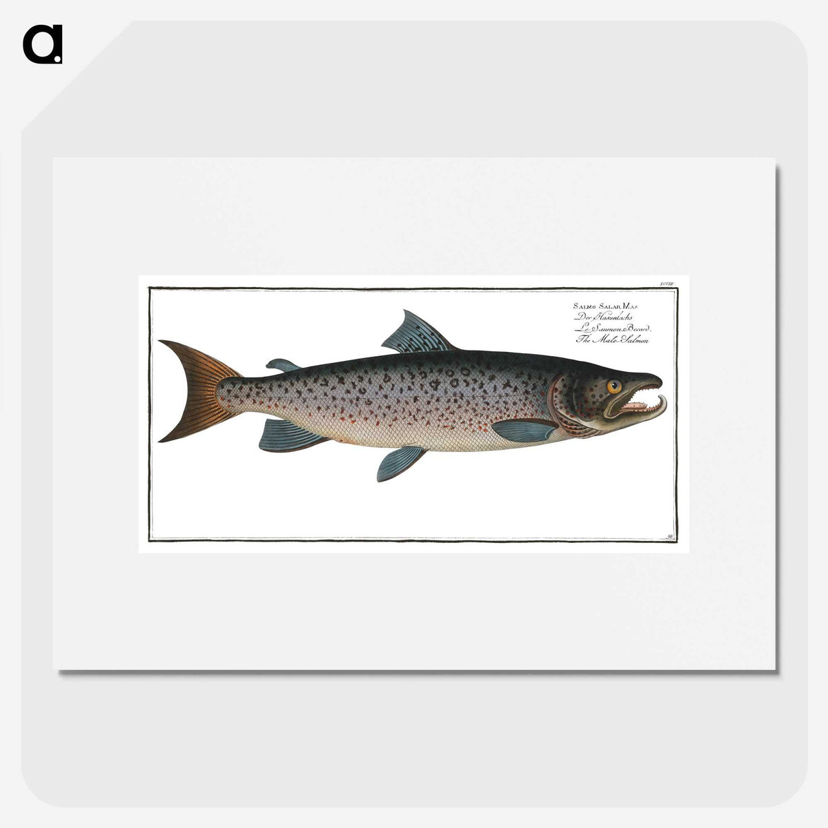 1-20_Ichtyologie-ou-Histoire-naturelle_picture