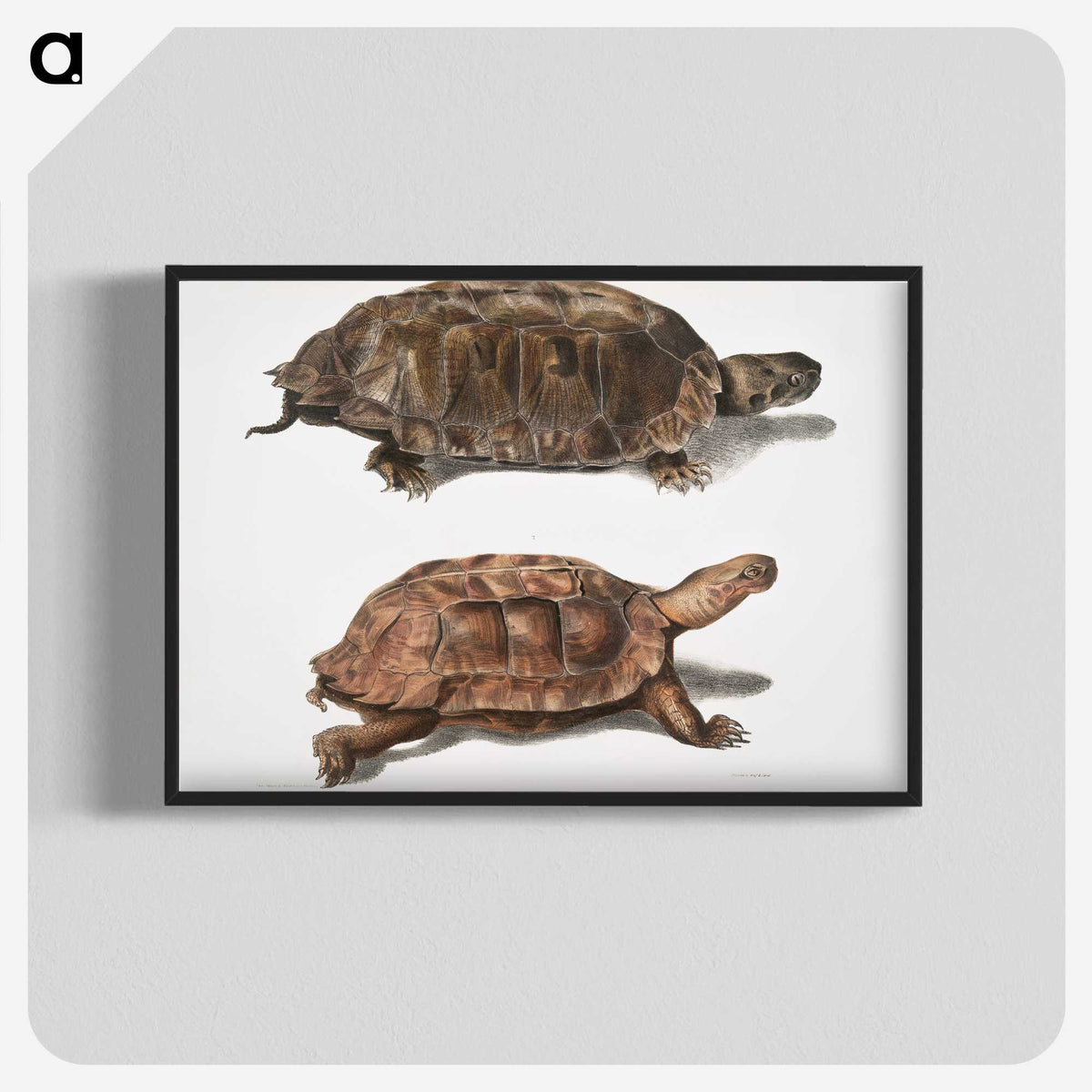 1-20_Indian-Zoology_blk-crop
