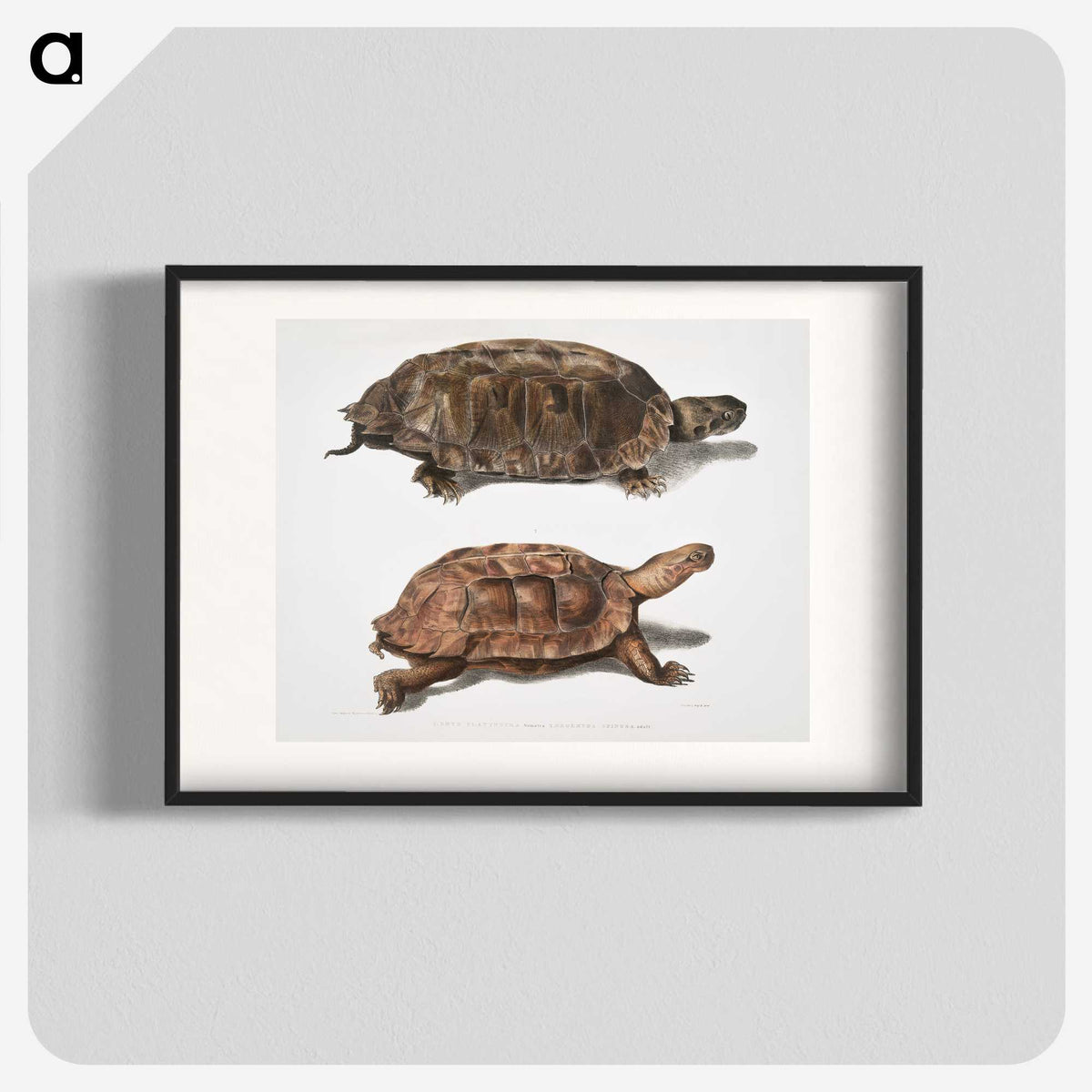 1-20_Indian-Zoology_blk